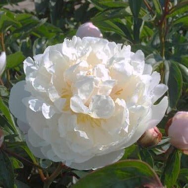 Paeonia lactiflora GARDENIA Planta Perena butaşi trandafiri de grădină în ghiveci sau rădăcină liberă