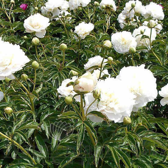 PAEONIA LACTIFLORA : MOONLIT SNOW Perene butaşi trandafiri de grădină în ghiveci sau rădăcină liberă