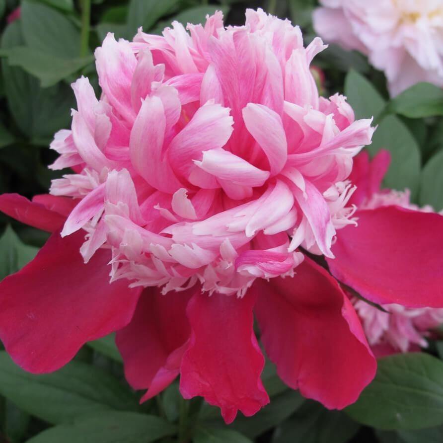 Paeonia Lactiflora : Santa Fe Perene butaşi trandafiri de grădină în ghiveci sau rădăcină liberă