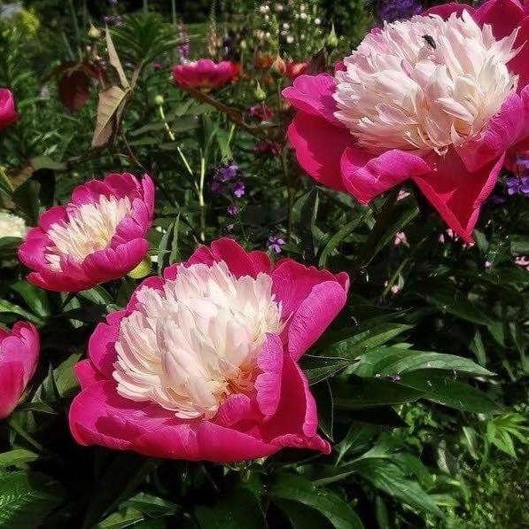 Paeonia Lactiflora : Santa Fe Perene butaşi trandafiri de grădină în ghiveci sau rădăcină liberă