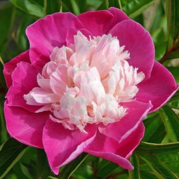 Paeonia Lactiflora : Santa Fe Perene butaşi trandafiri de grădină în ghiveci sau rădăcină liberă