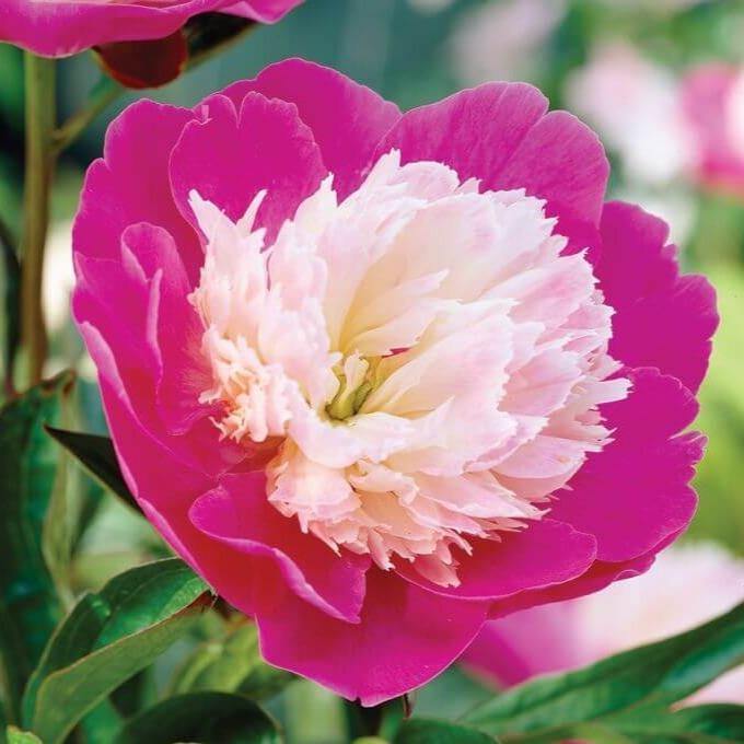 Paeonia Lactiflora : Santa Fe Perene butaşi trandafiri de grădină în ghiveci sau rădăcină liberă