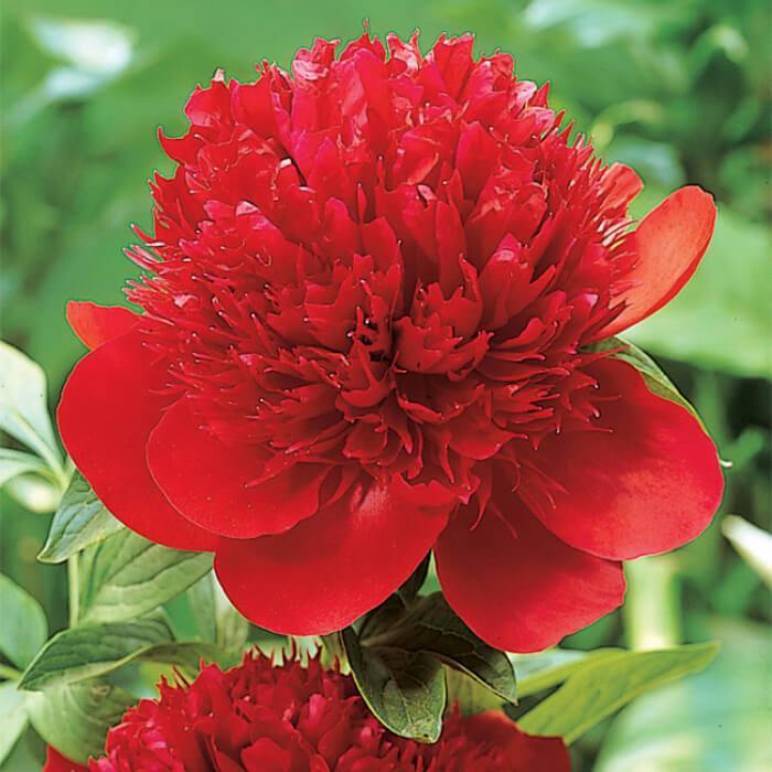 Paeonia : RED CHARM butaşi trandafiri de grădină în ghiveci sau rădăcină liberă