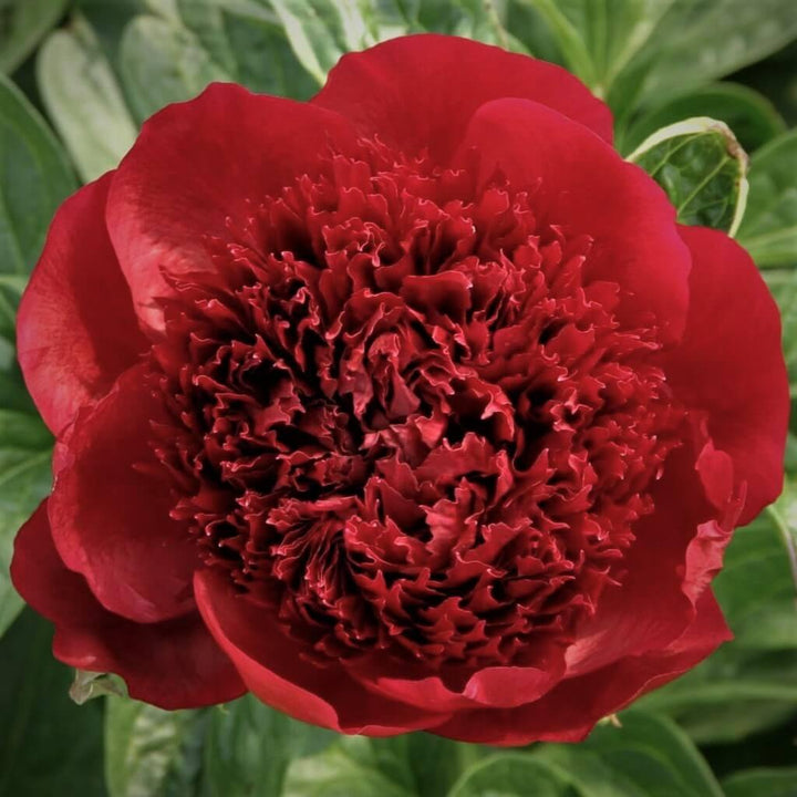 Paeonia : RED CHARM butaşi trandafiri de grădină în ghiveci sau rădăcină liberă