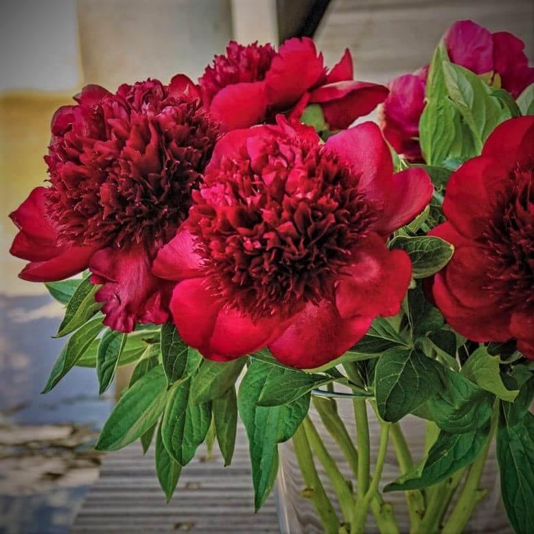 Paeonia : RED CHARM butaşi trandafiri de grădină în ghiveci sau rădăcină liberă