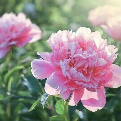 Paeonia : Sarah Bernhardt Perene butaşi trandafiri de grădină în ghiveci sau rădăcină liberă