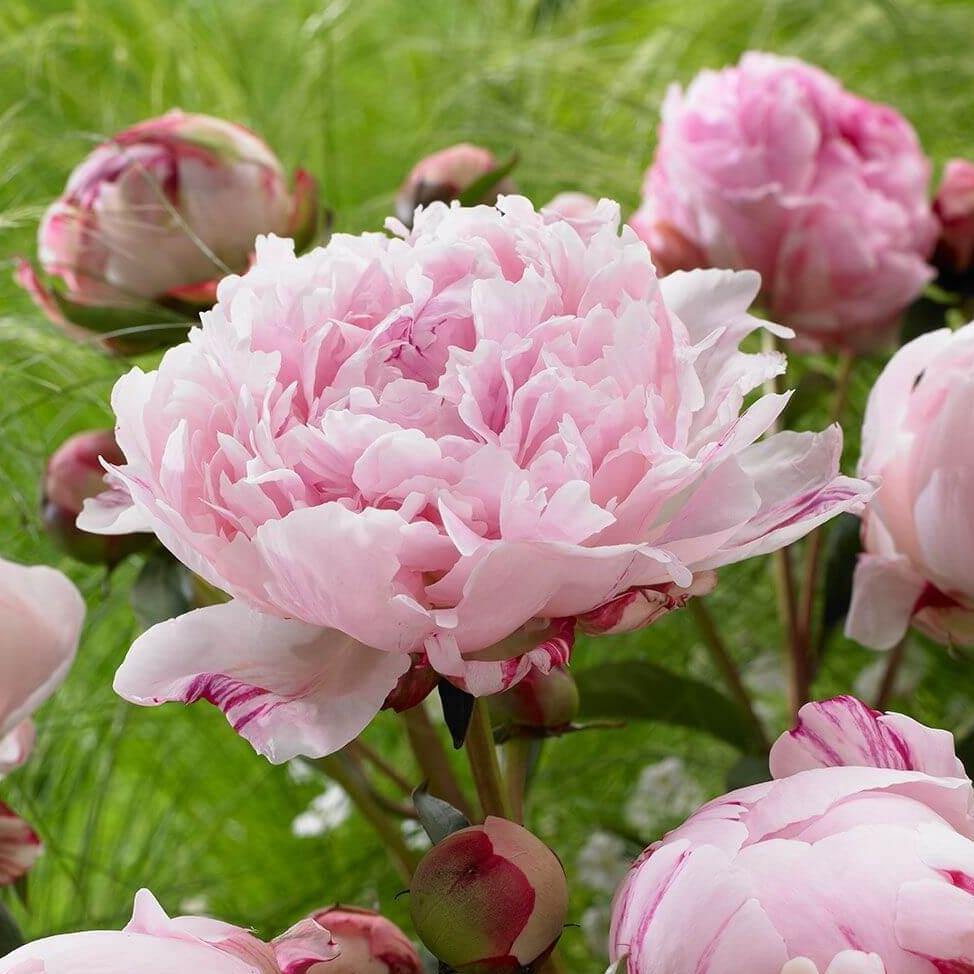 Paeonia : Sarah Bernhardt Perene butaşi trandafiri de grădină în ghiveci sau rădăcină liberă