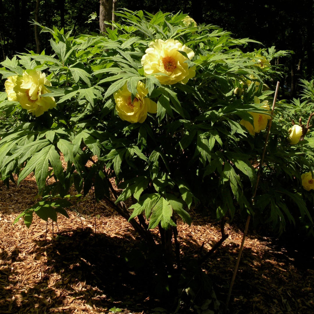 Paeonia Suffruticosa : Hai Huang Perene butaşi trandafiri de grădină în ghiveci sau rădăcină liberă