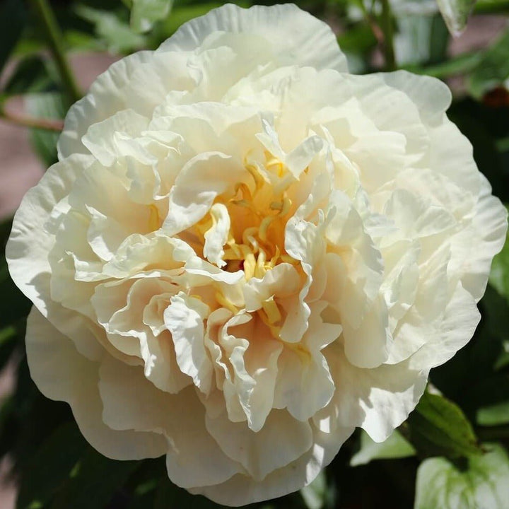 Paeonia : SUNNY GIRL Perene butaşi trandafiri de grădină în ghiveci sau rădăcină liberă