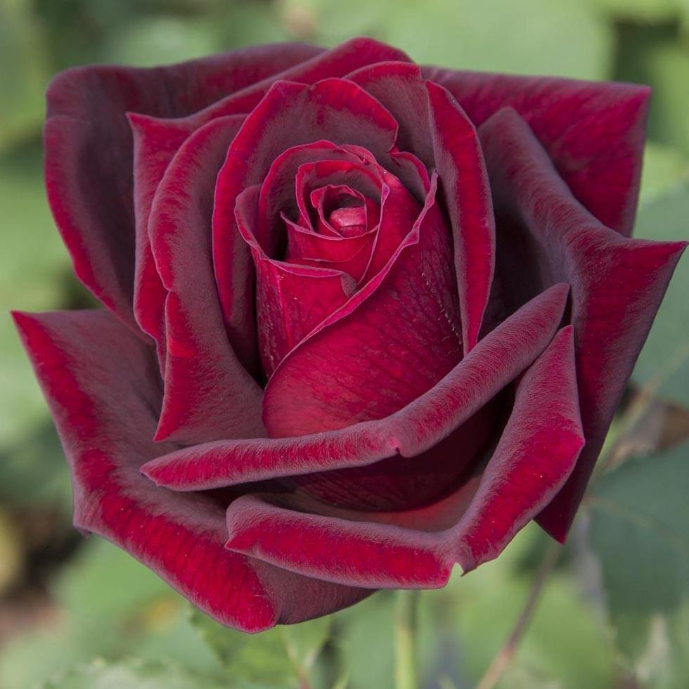 Papa Meilland ® Trandafir Teahibrid butaşi trandafiri de grădină în ghiveci sau rădăcină liberă