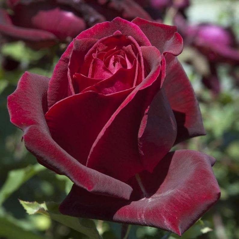 Papa Meilland ® Trandafir Teahibrid butaşi trandafiri de grădină în ghiveci sau rădăcină liberă