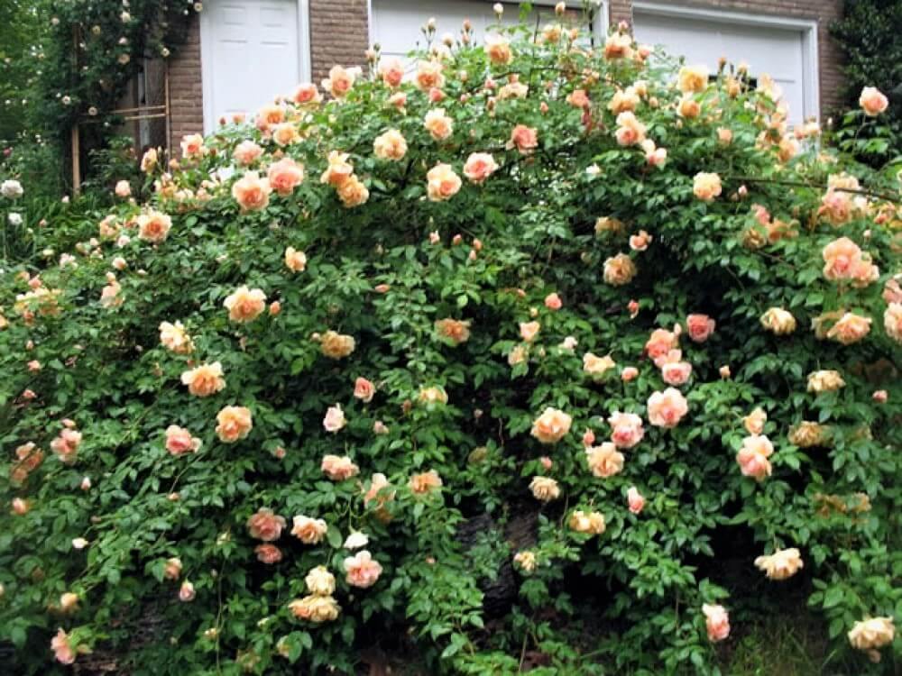 Papi Delbard ® Trandafir Cățărător Urcător butaşi trandafiri de grădină în ghiveci sau rădăcină liberă