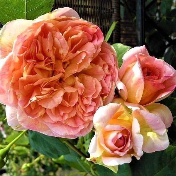 Papi Delbard ® Trandafir Cățărător Urcător butaşi trandafiri de grădină în ghiveci sau rădăcină liberă