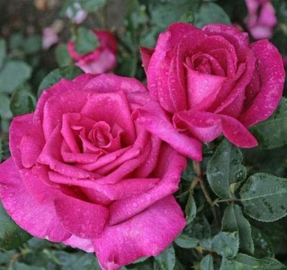 Parole ® Trandafir Teahibrid butaşi trandafiri de grădină în ghiveci sau rădăcină liberă