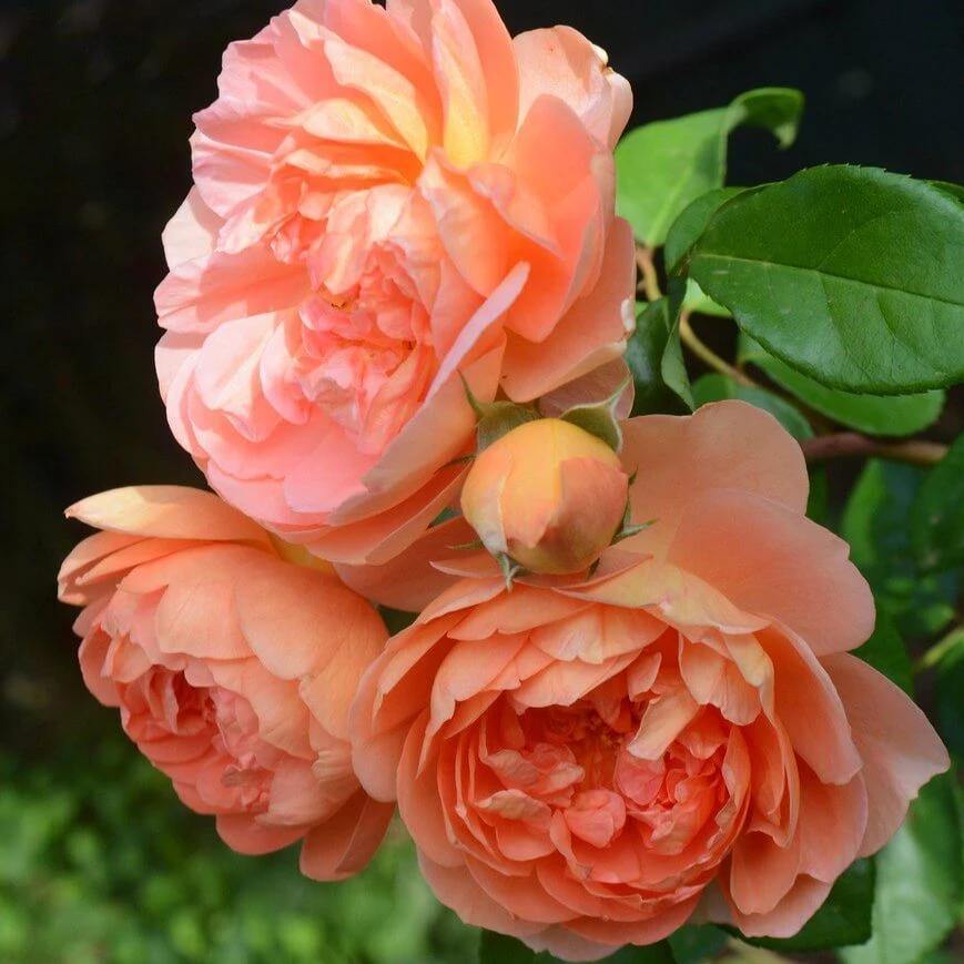 PAT AUSTIN ® Butasi trandafiri de gradina butaşi trandafiri de grădină în ghiveci sau rădăcină liberă