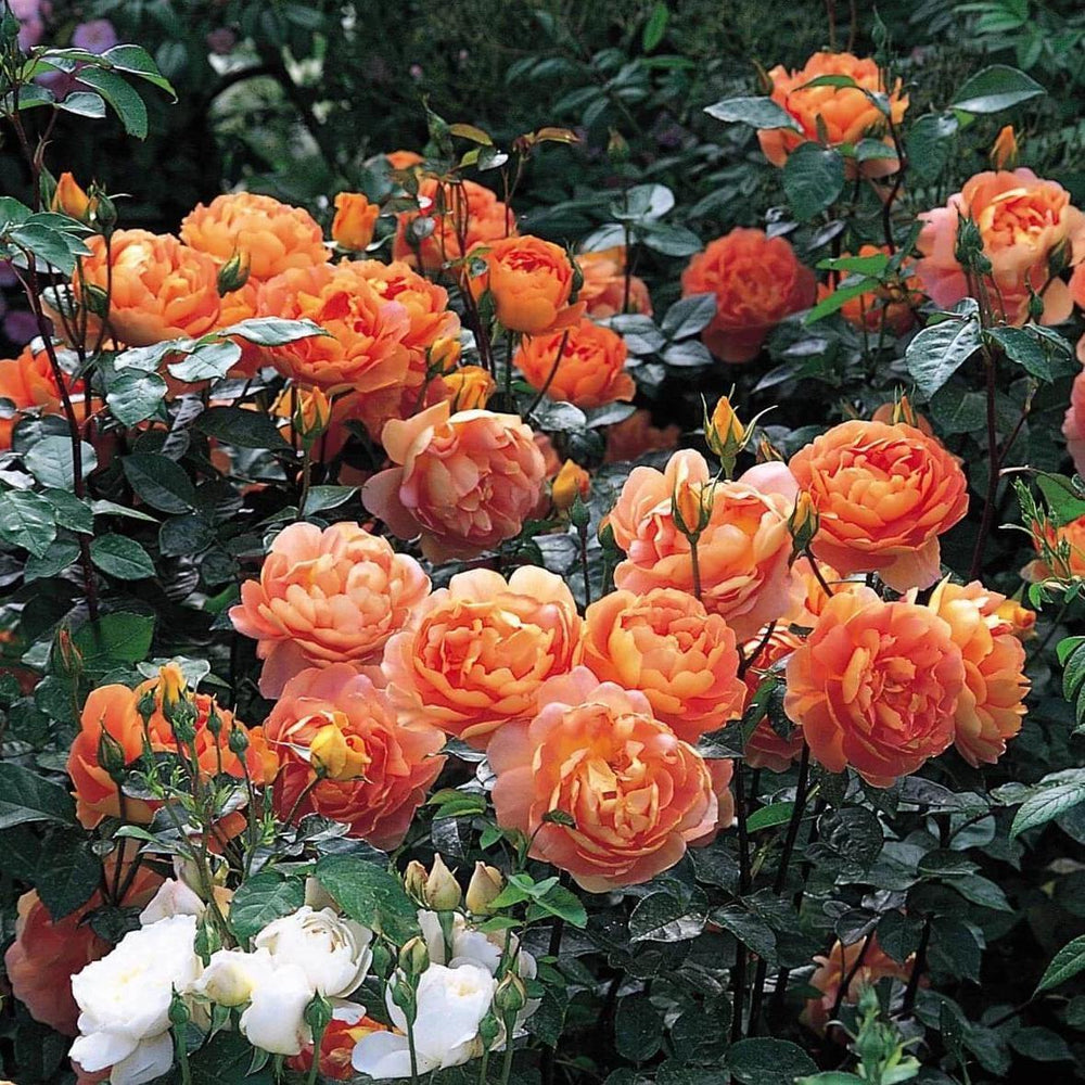 Pat Austin ® Trandafir Englezesc Floribunda butaşi trandafiri de grădină în ghiveci sau rădăcină liberă