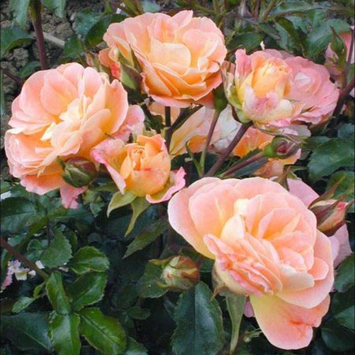 Peach Drift ® Trandafir Floribunda butaşi trandafiri de grădină în ghiveci sau rădăcină liberă