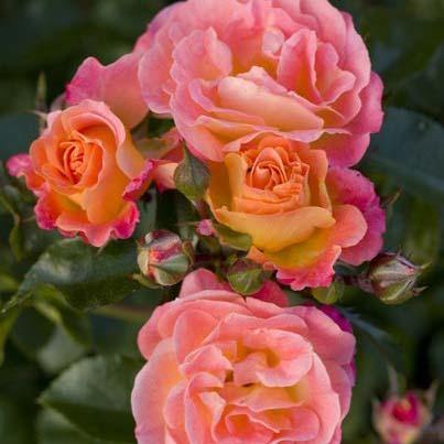 Peach Drift ® Trandafir Floribunda butaşi trandafiri de grădină în ghiveci sau rădăcină liberă