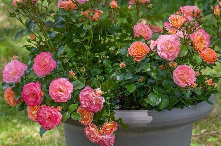 Peach Drift ® Trandafir Floribunda butaşi trandafiri de grădină în ghiveci sau rădăcină liberă