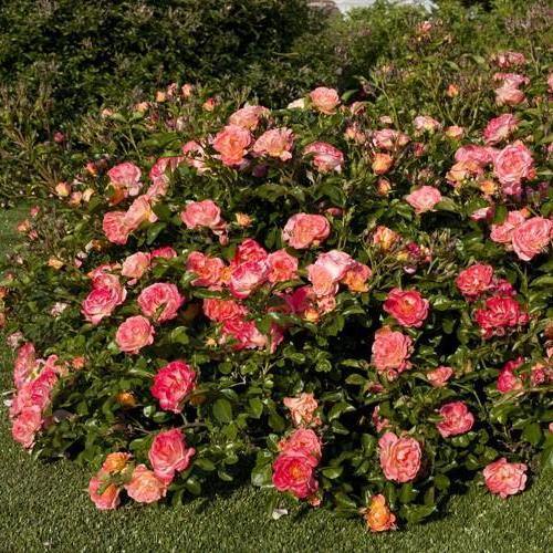 Peach Drift ® Trandafir Floribunda butaşi trandafiri de grădină în ghiveci sau rădăcină liberă