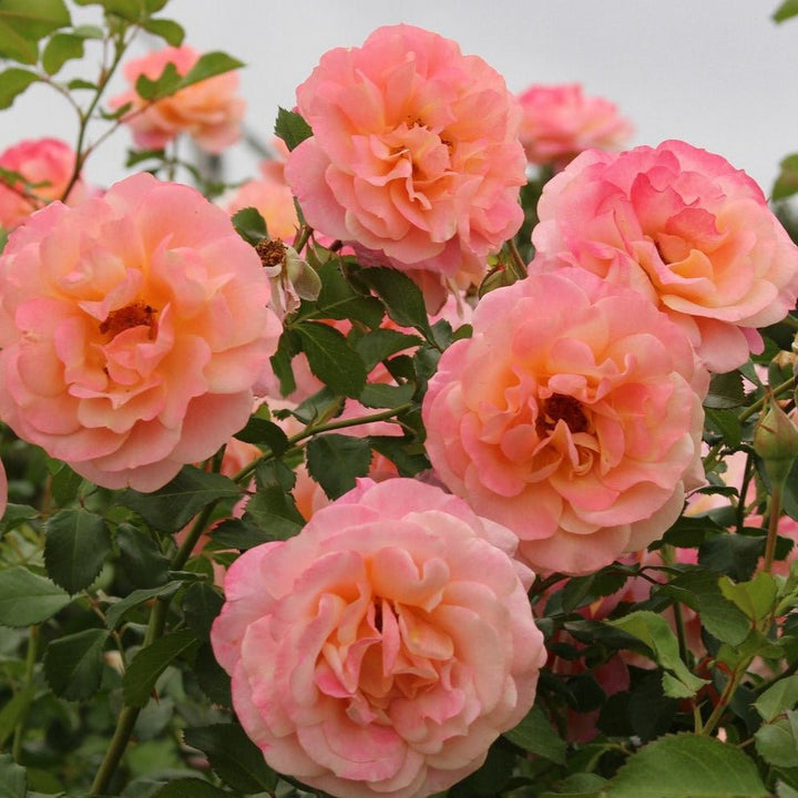 PEACH MELBA ® Butasi trandafiri de gradina butaşi trandafiri de grădină în ghiveci sau rădăcină liberă