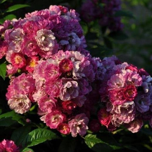 Perennial Blue ® Trandafir Cățărător Urcător butaşi trandafiri de grădină în ghiveci sau rădăcină liberă