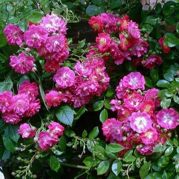 Perennial Blue ® Trandafir Cățărător Urcător butaşi trandafiri de grădină în ghiveci sau rădăcină liberă