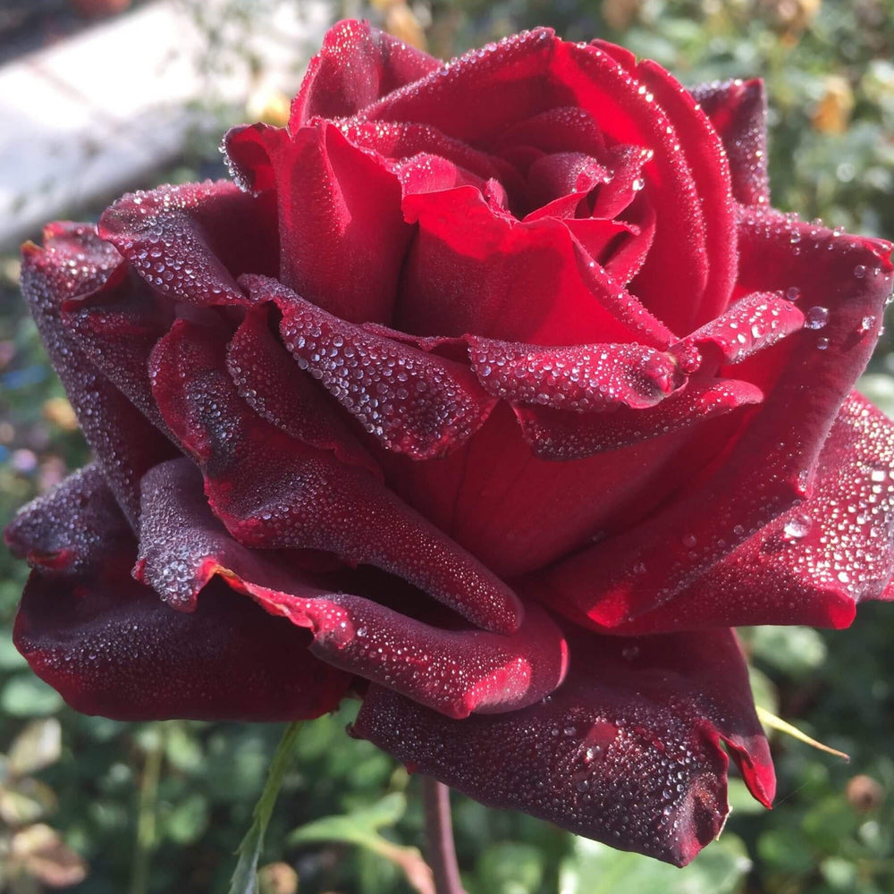 Perle Noire ® Trandafir Teahibrid butaşi trandafiri de grădină în ghiveci sau rădăcină liberă