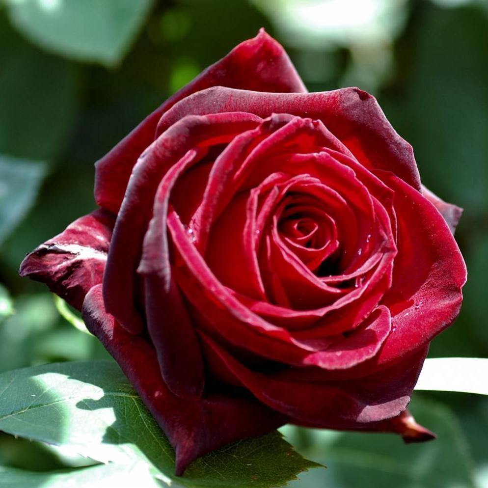 Perle Noire ® Trandafir Teahibrid butaşi trandafiri de grădină în ghiveci sau rădăcină liberă