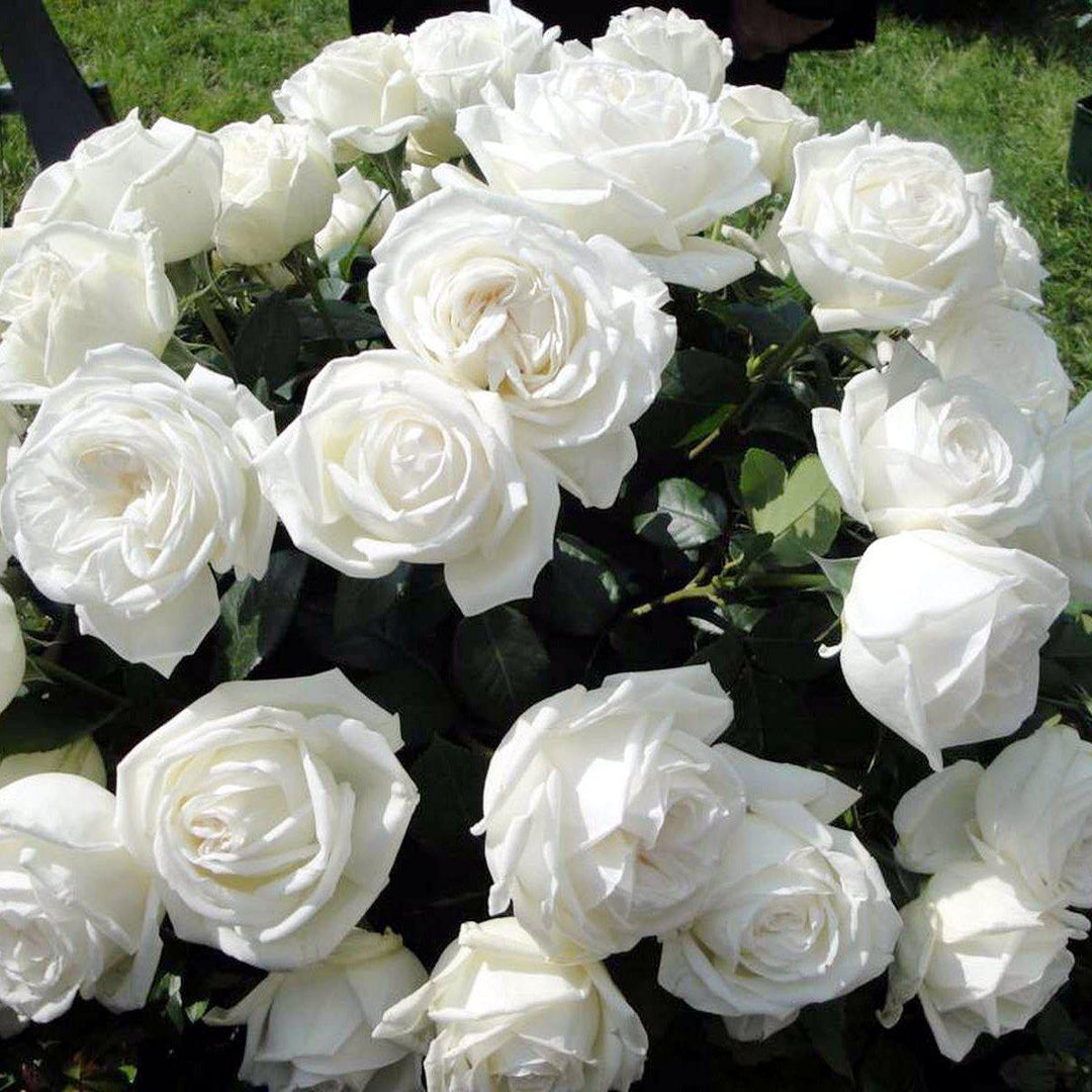 Pierre Arditi ® Trandafir Teahibrid butaşi trandafiri de grădină în ghiveci sau rădăcină liberă
