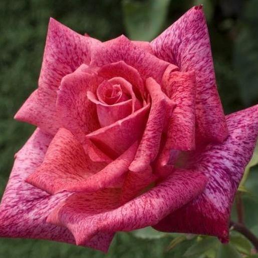 Pierre Cardin ® Trandafir Teahibrid butaşi trandafiri de grădină în ghiveci sau rădăcină liberă