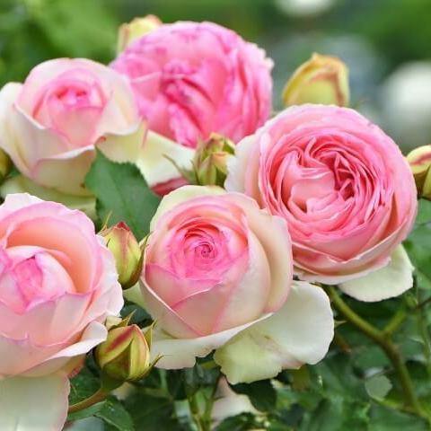 Pierre de Ronsard ( Eden Rose ) ® Trandafir Cățărător Urcător butaşi trandafiri de grădină în ghiveci sau rădăcină liberă