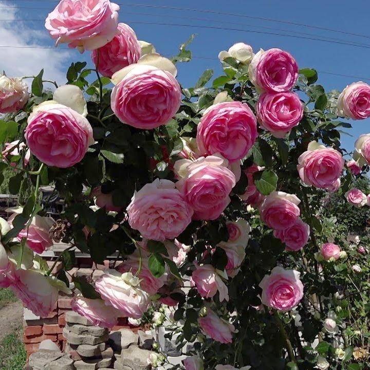 Pierre de Ronsard ( Eden Rose ) ® Trandafir Cățărător Urcător butaşi trandafiri de grădină în ghiveci sau rădăcină liberă