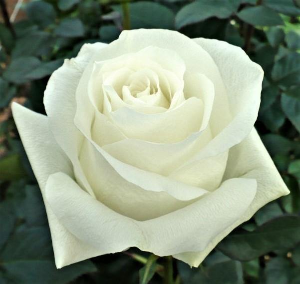 PINGUIN ® Butasi trandafiri de gradina butaşi trandafiri de grădină în ghiveci sau rădăcină liberă