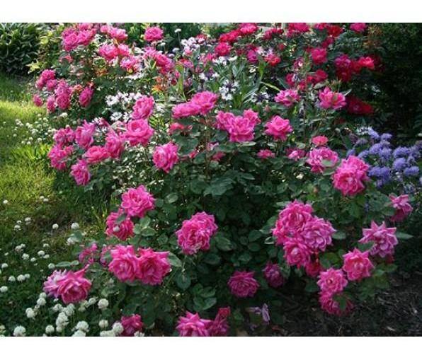 PINK MEILOVE (Pink Double Knock Out) ® Butasi trandafiri de gradina butaşi trandafiri de grădină în ghiveci sau rădăcină liberă