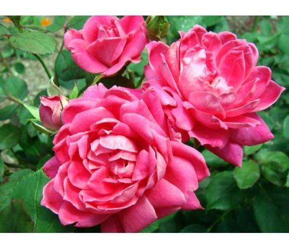 PINK MEILOVE (Pink Double Knock Out) ® Butasi trandafiri de gradina butaşi trandafiri de grădină în ghiveci sau rădăcină liberă