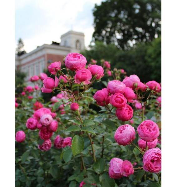 Pomponella ® Trandafir Floribunda butaşi trandafiri de grădină în ghiveci sau rădăcină liberă