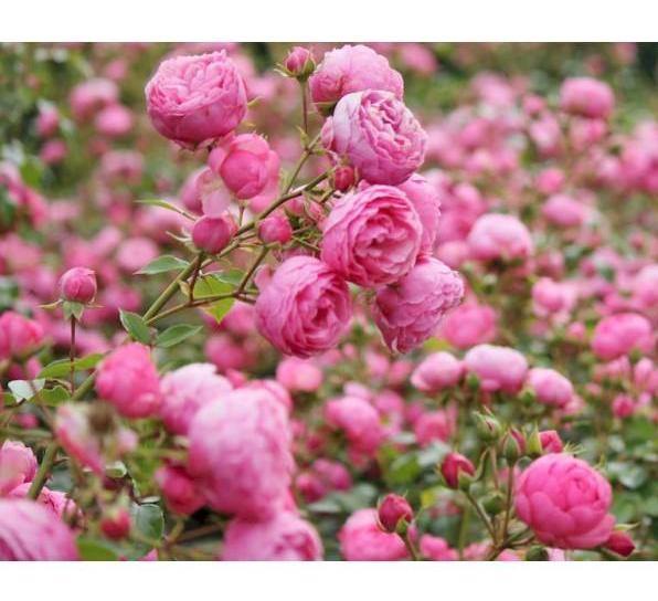 Pomponella ® Trandafir Floribunda butaşi trandafiri de grădină în ghiveci sau rădăcină liberă