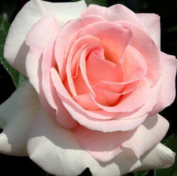 Prince Jardinier ® Trandafir Teahibrid butaşi trandafiri de grădină în ghiveci sau rădăcină liberă