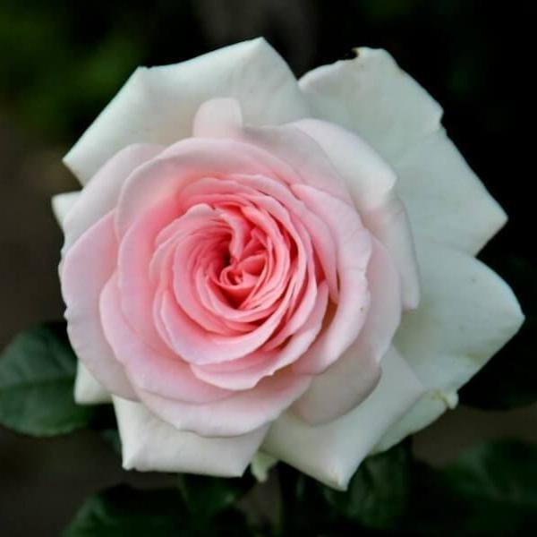 Prince Jardinier ® Trandafir Teahibrid butaşi trandafiri de grădină în ghiveci sau rădăcină liberă