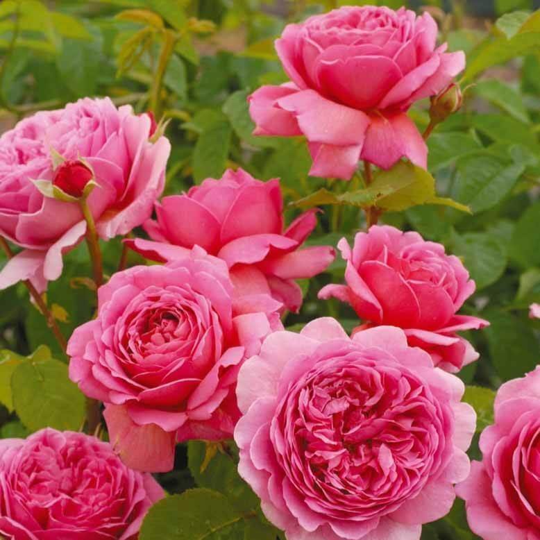 Princess Alexandra of Kent ® Trandafir Englezesc Floribunda butaşi trandafiri de grădină în ghiveci sau rădăcină liberă