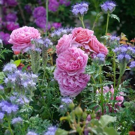 Princess Alexandra of Kent ® Trandafir Englezesc Floribunda butaşi trandafiri de grădină în ghiveci sau rădăcină liberă