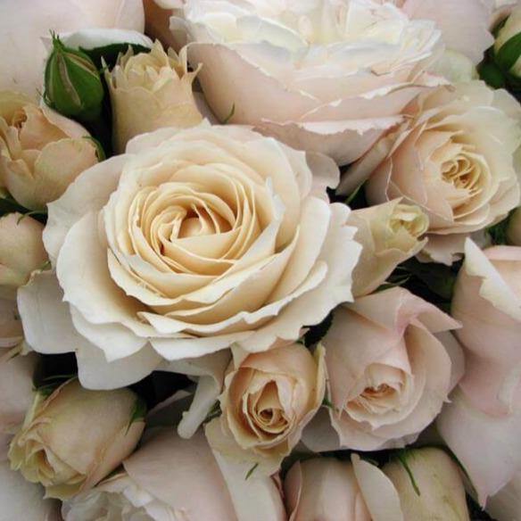 PRINCESSE ASTRID DE BELGIQUE ® Butasi trandafiri de gradina butaşi trandafiri de grădină în ghiveci sau rădăcină liberă