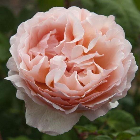Princesse Charlene de Monaco ® Trandafir Teahibrid butaşi trandafiri de grădină în ghiveci sau rădăcină liberă