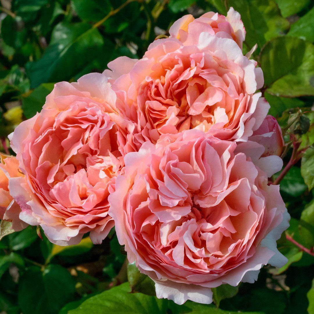Princesse Charlene de Monaco ® Trandafir Teahibrid butaşi trandafiri de grădină în ghiveci sau rădăcină liberă