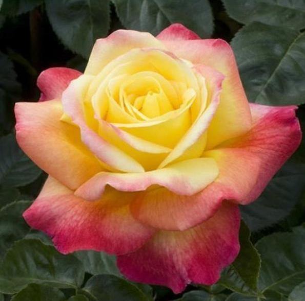 PULLMAN ORIENT EXPRESS ® Butasi trandafiri de gradina butaşi trandafiri de grădină în ghiveci sau rădăcină liberă