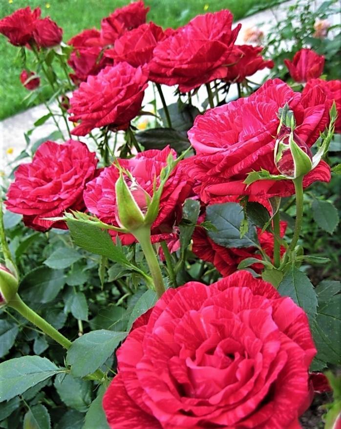 Red Intuition ® Trandafir Teahibrid butaşi trandafiri de grădină în ghiveci sau rădăcină liberă