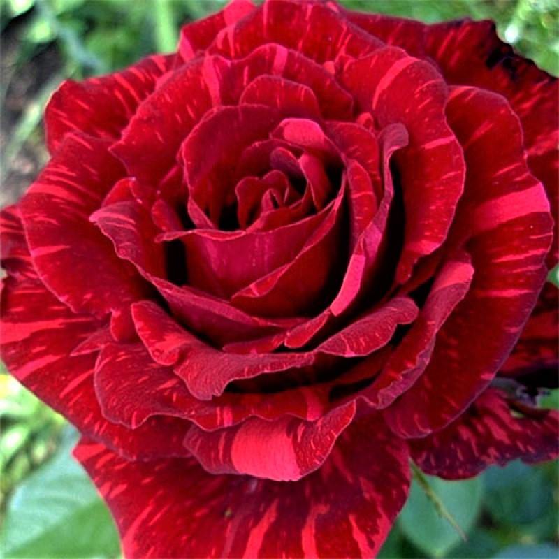 Red Intuition ® Trandafir Teahibrid butaşi trandafiri de grădină în ghiveci sau rădăcină liberă
