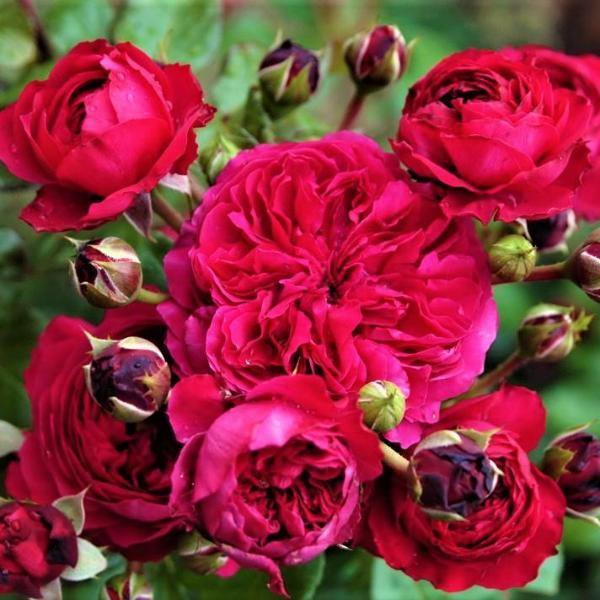 Red Leonardo da Vinci ® Trandafir Floribunda butaşi trandafiri de grădină în ghiveci sau rădăcină liberă