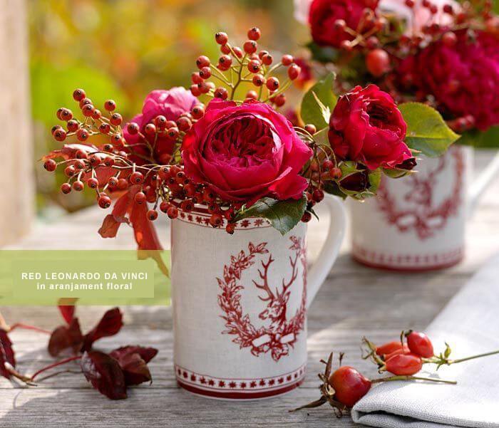 Red Leonardo da Vinci ® Trandafir Floribunda butaşi trandafiri de grădină în ghiveci sau rădăcină liberă